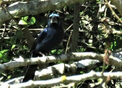 Cyanoloxia brissonii