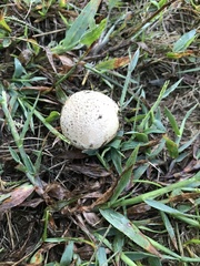 Lycoperdon utriforme