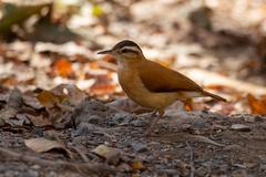 Furnarius leucopus