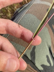 Sporobolus cryptandrus