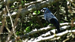 Cyanoloxia brissonii