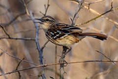 Myrmorchilus strigilatus