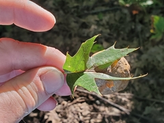 Amphibolips quercusinanis