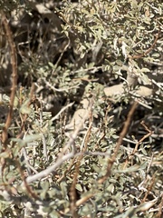 Psorothamnus arborescens