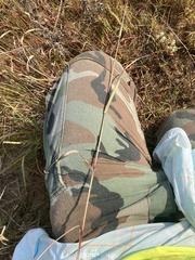 Sporobolus cryptandrus