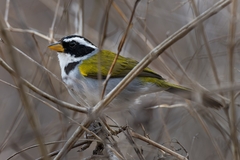 Arremon franciscanus