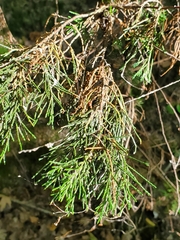Chamaecyparis thyoides