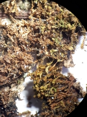 Zygodon obtusifolius