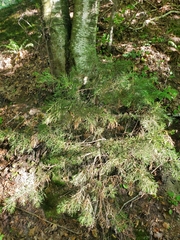 Chamaecyparis thyoides