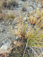 Haplophyllum dauricum