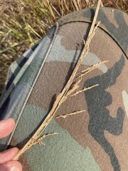 Sporobolus cryptandrus