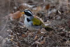 Arremon franciscanus