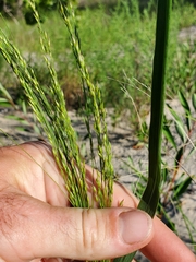 Poa palustris