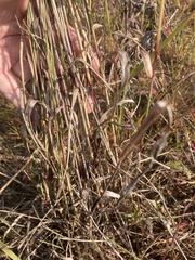 Sporobolus cryptandrus