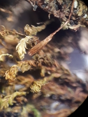 Zygodon obtusifolius