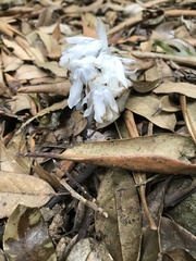 Monotropastrum humile