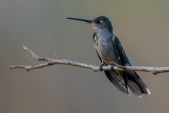 Campylopterus calcirupicola