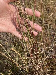 Sporobolus cryptandrus