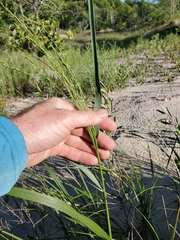 Poa palustris
