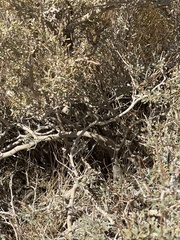 Psorothamnus arborescens