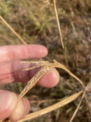 Sporobolus cryptandrus