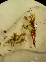 Zygodon obtusifolius