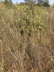 Sporobolus cryptandrus