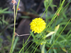 Polygala rugelii