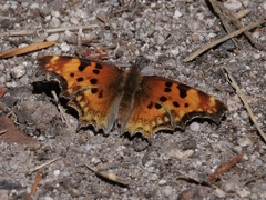 Polygonia