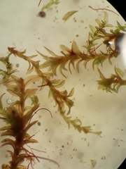 Zygodon obtusifolius