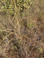 Sporobolus cryptandrus