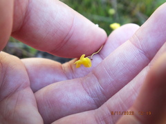Utricularia subulata