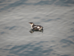Brachyramphus marmoratus