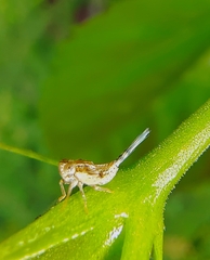 Issidae