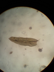 Zygodon obtusifolius