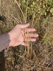 Sporobolus cryptandrus