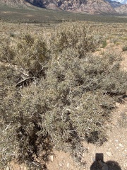 Psorothamnus arborescens