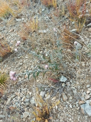 Saussurea salicifolia