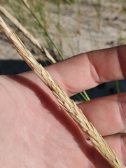 Ammophila breviligulata
