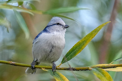 Cyanistes cyanus