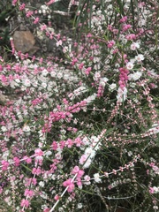 Hypocalymma