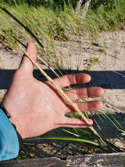 Ammophila breviligulata