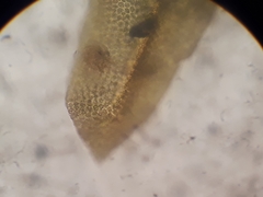 Zygodon obtusifolius