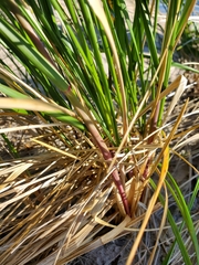 Ammophila breviligulata