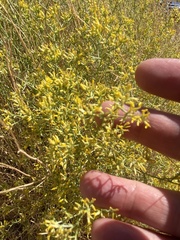 Gutierrezia microcephala