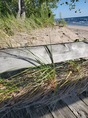 Ammophila breviligulata