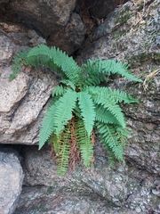 Dryopteris fragrans