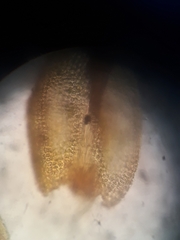 Zygodon obtusifolius