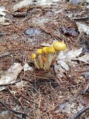 Leotia lubrica