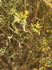 Gutierrezia microcephala